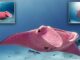 Pink Manta Ray awesome sea creature