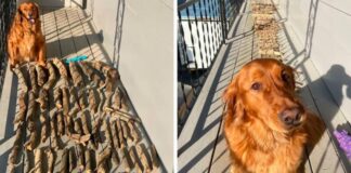 Dog Shows His Dad How Proud He Is Of His Stick Collection