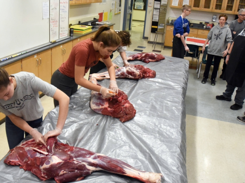 A group of Chugiak High students butchered a moose in class