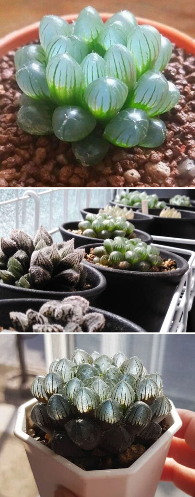 30 Types Of Succulents That Look Like Something Out Of This World