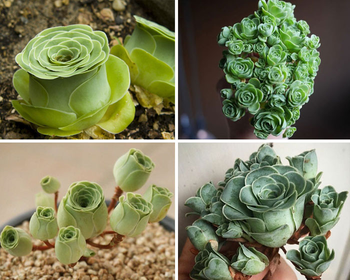 30 Types Of Succulents That Look Like Something Out Of This World