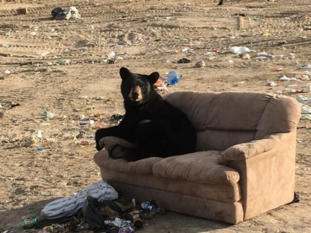 Bear Caught Relaxing ‘Just Like A Human’ On A Couch Someone Threw Away