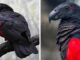 Dracula Parrot can only be found in New Guinea
