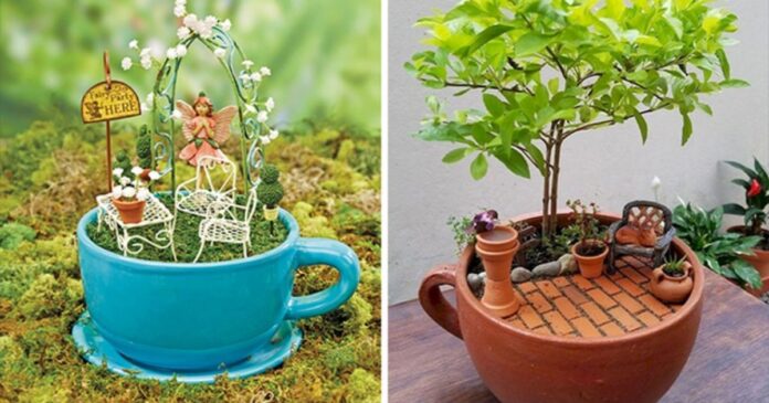 Tea cup garden. new gardening trend