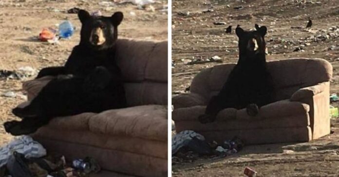 Bear Caught Relaxing ‘Just Like A Human’ On A Couch Someone Threw Away