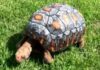 First 3D Shell for Injured Tortoise