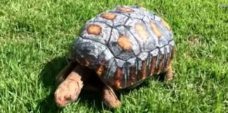 First 3D Shell for Injured Tortoise