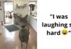 Deer Walks Into Store To Check Their Goods, Comes Back Later With Her Kids