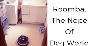 Dogs Who Are Afraid Of The Most Ridiculous Things