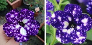 These "Galaxy" Flowers Hold Entire Universes On Their Petals