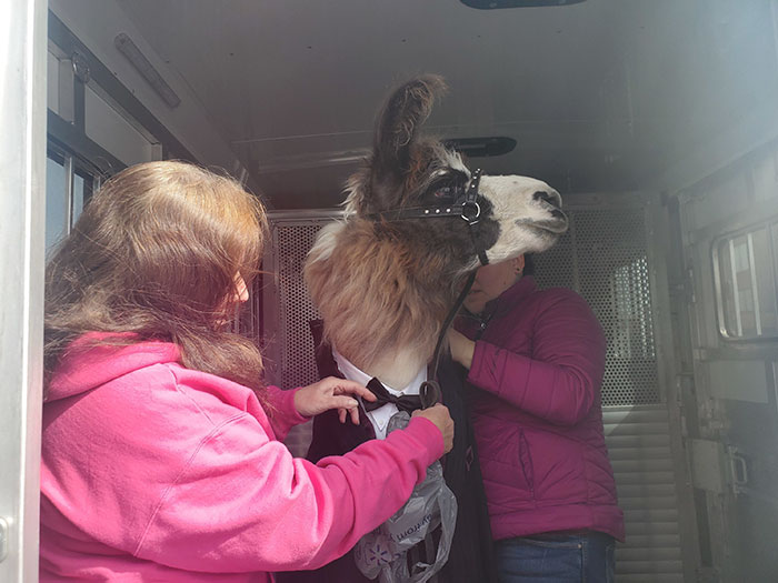 Guy Crashes His Sister’s Wedding With A Llama Just As He Promised 5 Years Ago