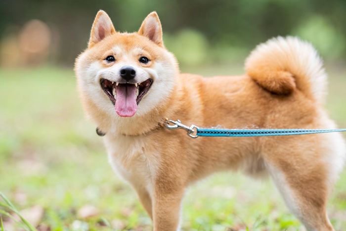 Shiba Inu Goes Viral For His Love Of Smiling, Especially After Seeing Food