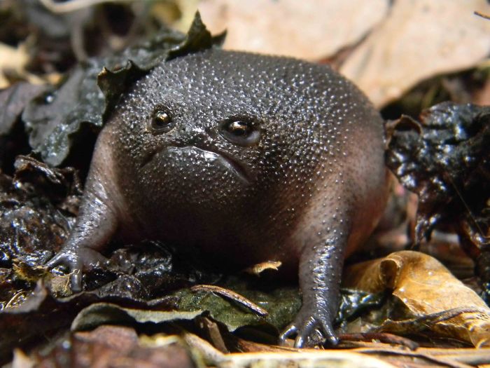 African Rain Frogs That Look Like Angry Avocados