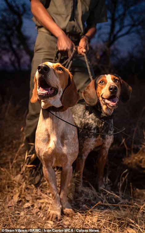 Trained Dogs Prevent Poachers From Killing 45 Rhinos In South Africa