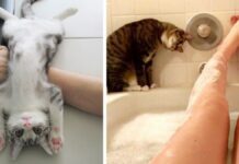 50 Cats Shamelessly Disrespecting People’s Personal Space