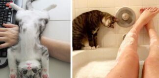 50 Cats Shamelessly Disrespecting People’s Personal Space
