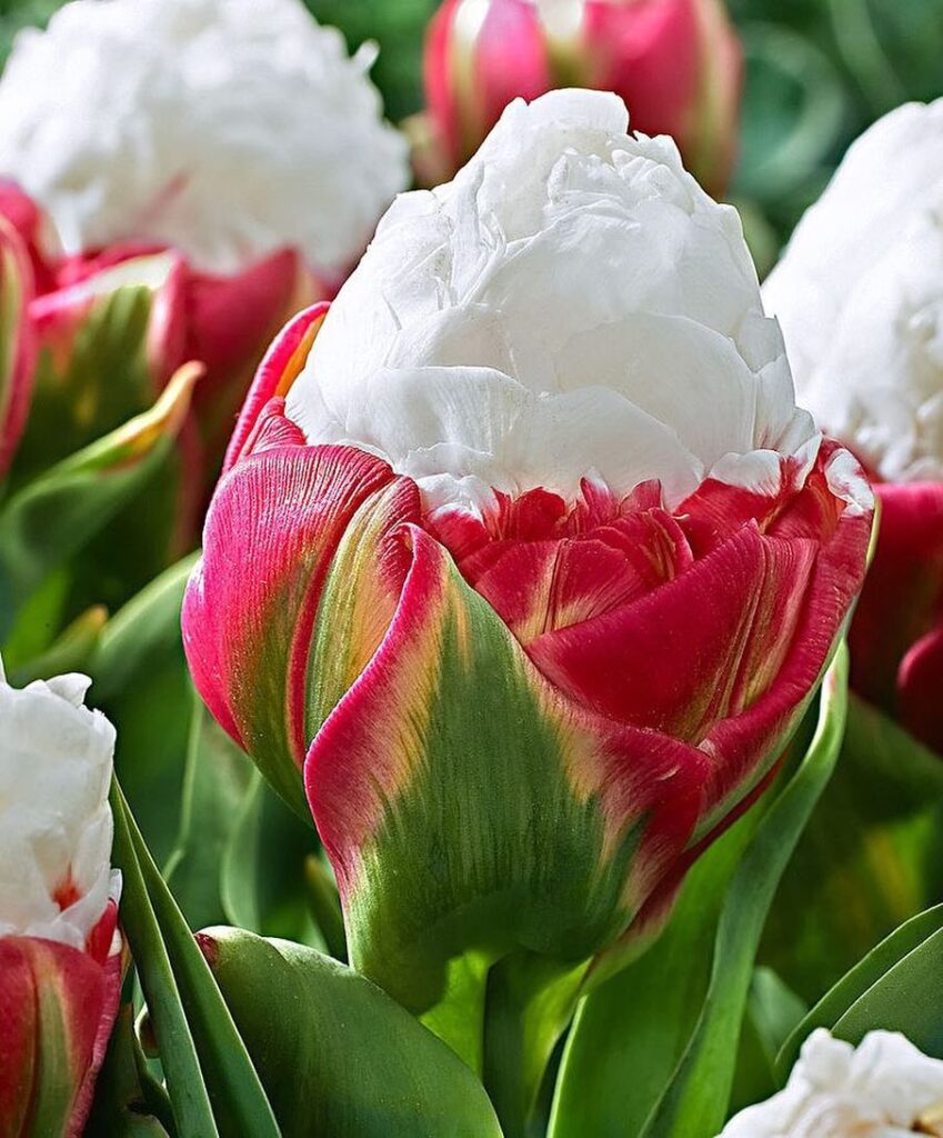 Mesmerizing Ice Cream Tulips Are A Thing And They’re Making People Hungry