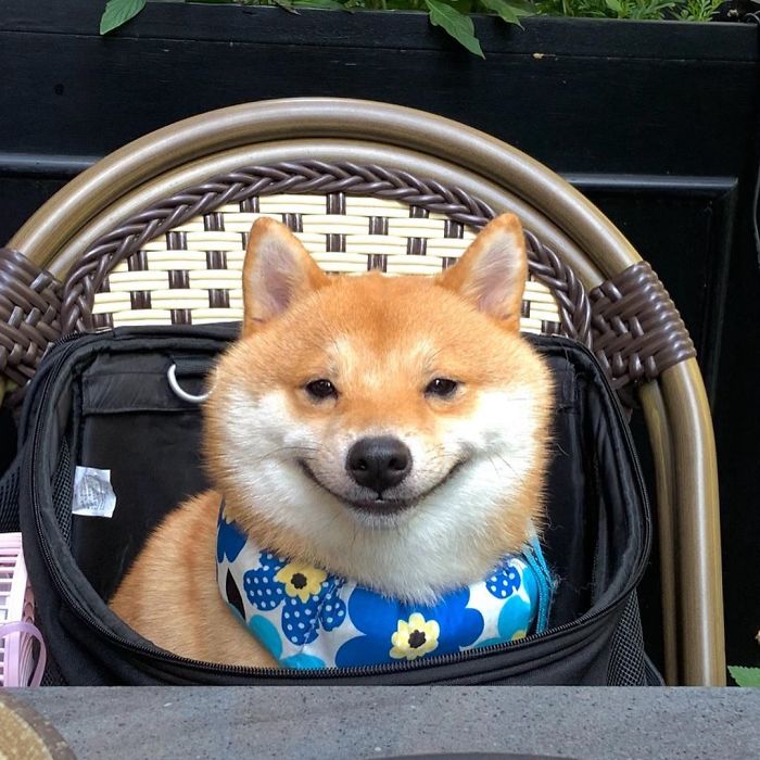 Shiba Inu Goes Viral For His Love Of Smiling, Especially After Seeing Food