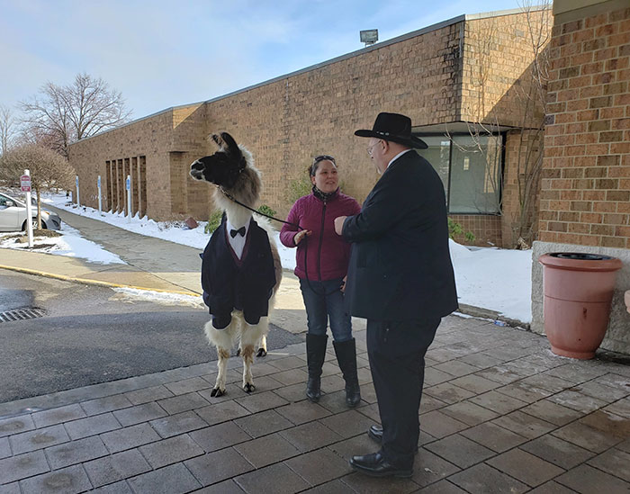 Guy Crashes His Sister’s Wedding With A Llama Just As He Promised 5 Years Ago