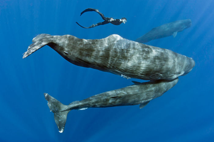 Photographer Captures Incredibly Rare Sight Of Sperm Whales Sleeping
