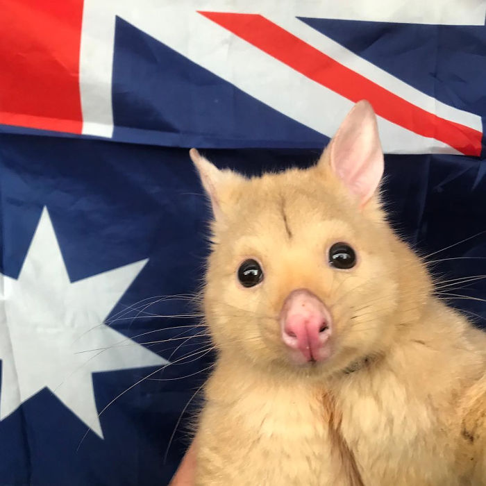 Australian Veterinary Clinic Rescues A Rare Golden Possum, People Say They Just Caught A Pikachu