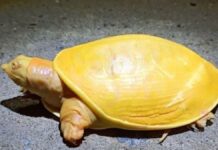 Extremely Rare Albino Turtle Was Found In India, And It Looks Like A Slice Of Melted Cheese