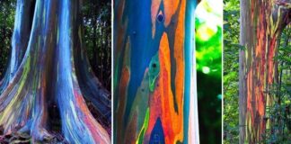 Rainbow Eucalyptus: The Most Beautiful Tree in The World