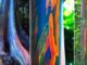 Rainbow Eucalyptus: The Most Beautiful Tree in The World