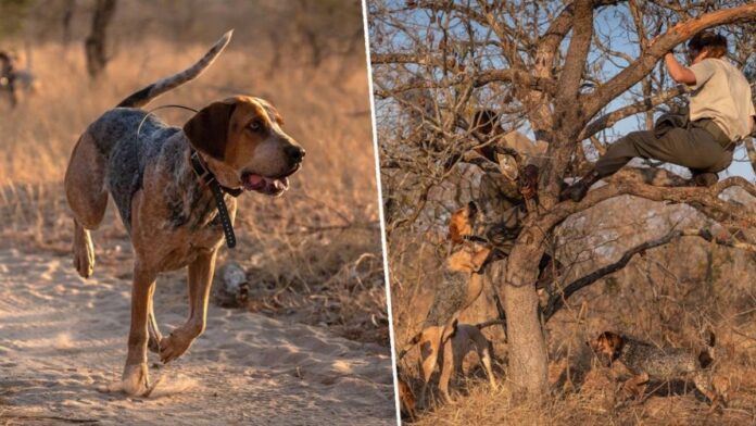 Trained Dogs Prevent Poachers From Killing 45 Rhinos In South Africa