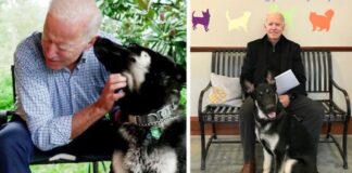 Joe Biden’s Dog Major Will Be The First Shelter Dog To Live In The White House In History