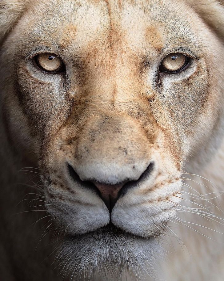 Wildlife Photographer Immortalizes the MAJESTIC BEAUTY of a White Lion From All Angles