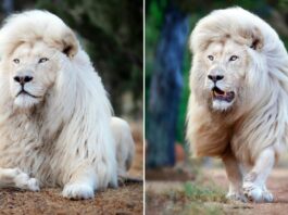 Wildlife Photographer Immortalizes the MAJESTIC BEAUTY of a White Lion From All Angles