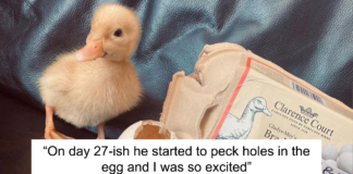 Woman Surprised After A TikTok Hack Worked And She Hatched A Duck From A Supermarket Egg