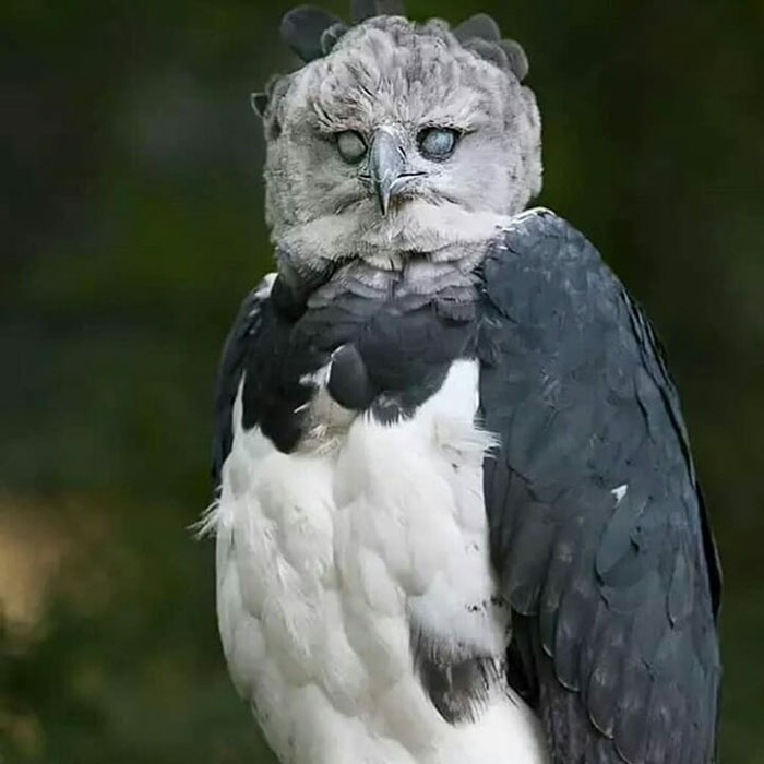 Meet The Harpy Eagle, A Bird So Big, and Some People Think It’s A Person In A Costume