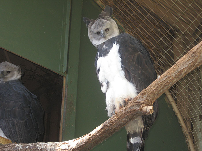 Meet The Harpy Eagle, A Bird So Big, and Some People Think It’s A Person In A Costume