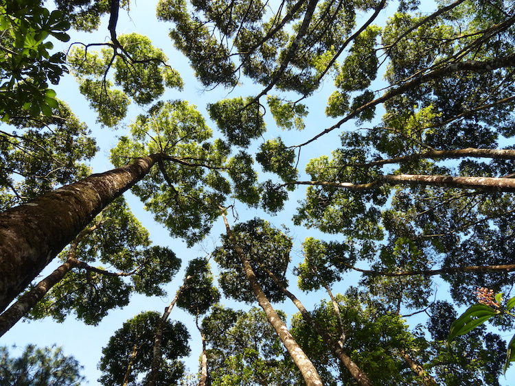 Trees with “Crown Shyness” Mysteriously Avoid Touching Each Other
