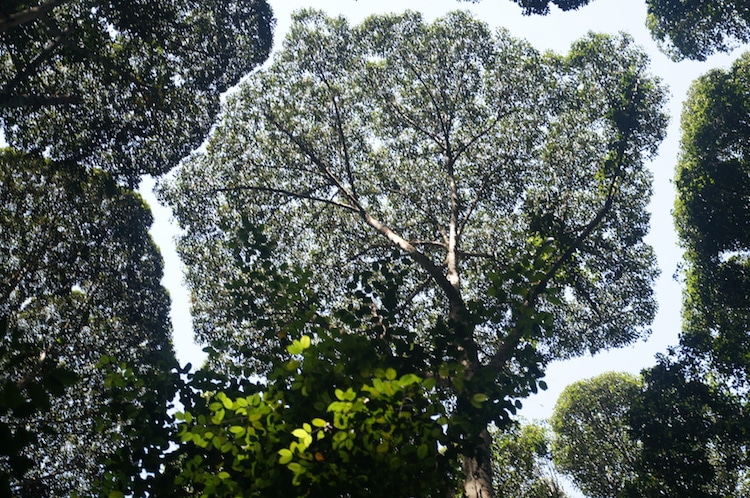 Trees with “Crown Shyness” Mysteriously Avoid Touching Each Other