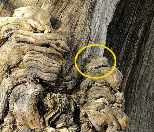 10 Hidden Cats Who Are The Masters Of Camouflage