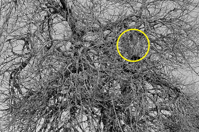 20 Hidden Owls That Won’t Be Easy To Spot