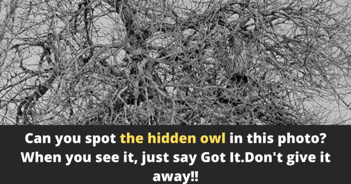 Can you spot the hidden owl in this photo?