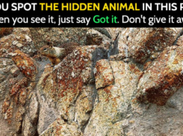 CHALLENGE: Find The Hidden Animals In These 20 Photos