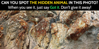 CHALLENGE: Find The Hidden Animals In These 20 Photos
