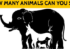 5 Hidden Animal Puzzles Most People Can’t Solve