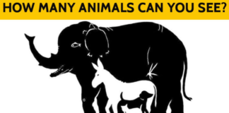 5 Hidden Animal Puzzles Most People Can’t Solve