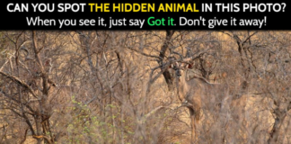 10 Hidden Animal Riddles Not Everyone Can Solve