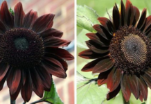 These Seeds Grow Chocolate Sunflowers so that You Can Add A 'Sweet' Touch To Your Garden.