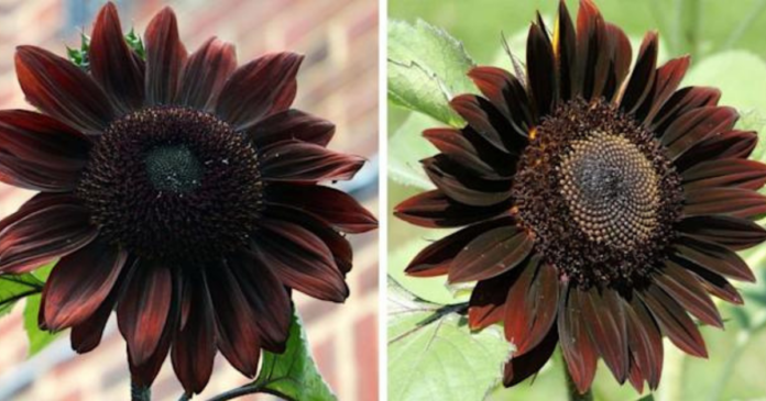 These Seeds Grow Chocolate Sunflowers so that You Can Add A 'Sweet' Touch To Your Garden.